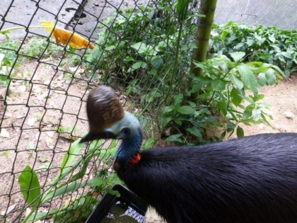 Southern Cassowary