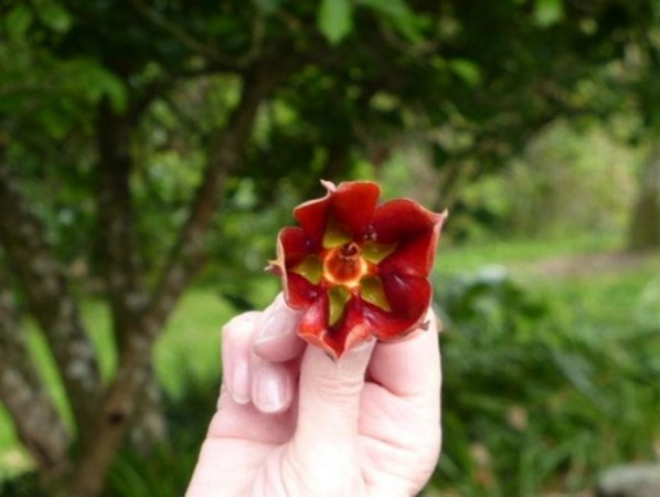 Mexican Hand Tree