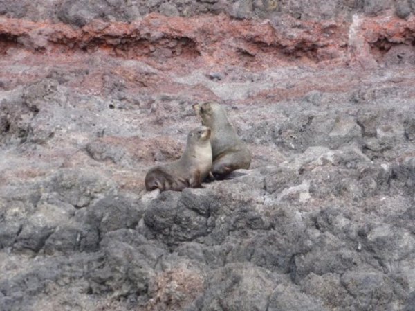 Fur seals