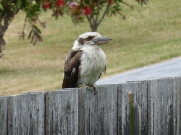 Kookaburra